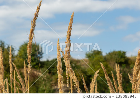 Wood small-reed growing in sunny landscape with clear blue sky and green trees in the background during late summer Wood small-reed growing in sunny landscape with clear blue sky and green trees in the background during late summer 139085945