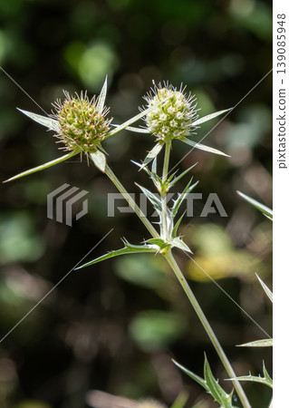 Field Eryngo blooms vibrant in summer sunlight showcasing unique spiky texture in natural habitat Field Eryngo blooms vibrant in summer sunlight showcasing unique spiky texture in natural habitat 139085948