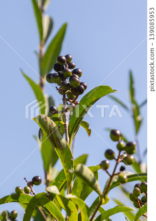 Common privet shrub with glossy black berries grows against a clear blue sky in a natural landscape 139085953