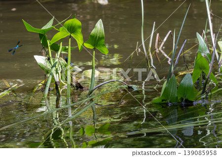 Common arrowhead thriving in a serene aquatic environment with reflections and dragonflies in vibrant natural habitat during daylight 139085958