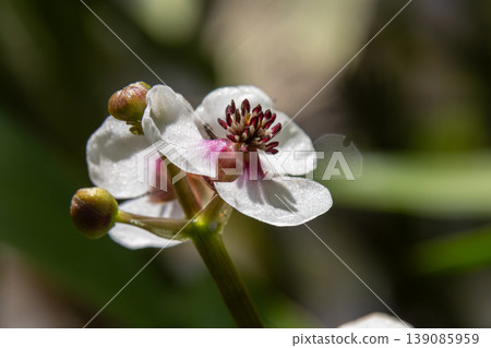 Common arrowhead flowers bloom beautifully in an aquatic environment during springtime showcasing delicate white petals and vibrant centers Common arrowhead flowers bloom beautifully in an aquatic environment during springtime showcasing delicate white petals and vibrant centers 139085959