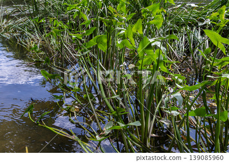 Common arrowhead thriving in an aquatic habitat with lush green foliage and still water under a bright sky Common arrowhead thriving in an aquatic habitat with lush green foliage and still water under a bright sky 139085960