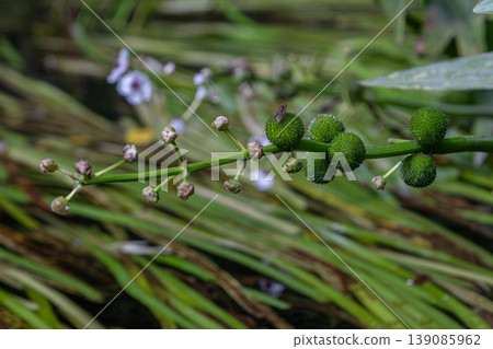 Common arrowhead exhibits clusters of green seed pods in a freshwater habitat during mid-summer alongside broad-leaved aquatic plants Common arrowhead exhibits clusters of green seed pods in a freshwater habitat during mid-summer alongside broad-leaved aquatic plants 139085962
