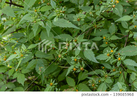 Three-lobe beggarticks plants with yellow flowers thriving in a lush green environment during the late summer season Three-lobe beggarticks plants with yellow flowers thriving in a lush green environment during the late summer season 139085968