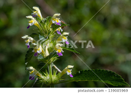 Large-flowered hemp-nettle blooming in a natural habitat during sunny weather showcasing its vibrant flowers and lush green foliage Large-flowered hemp-nettle blooming in a natural habitat during sunny weather showcasing its vibrant flowers and lush green foliage 139085969