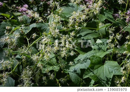 Wild cucumber Echinocystis lobata thriving in lush green foliage during summer season in a natural habitat Wild cucumber Echinocystis lobata thriving in lush green foliage during summer season in a natural habitat 139085970