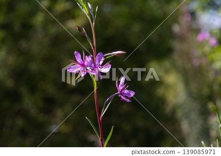 Stunning blossoms of fireweed showcase vibrant purple colors in a lush green landscape during peak summer season 139085971