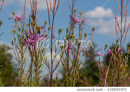 Bright pink flowers of fireweed bloom in a lush green meadow under a clear blue sky on a sunny summer day showcasing the beauty of Chamaenerion angustifolium Bright pink flowers of fireweed bloom in a lush green meadow under a clear blue sky on a sunny summer day showcasing the beauty of Chamaenerion angustifolium 139085972