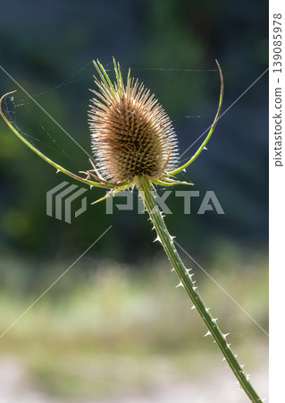 Wild teasel Dipsacus fullonum showcasing its distinctive seed head in a sunny natural habitat during late summer months Wild teasel Dipsacus fullonum showcasing its distinctive seed head in a sunny natural habitat during late summer months 139085978