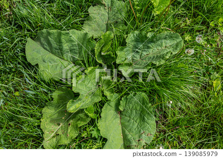 Greater Burdock plants thriving in a lush green meadow under bright daylight showcasing their large vibrant leaves and surrounding grass Greater Burdock plants thriving in a lush green meadow under bright daylight showcasing their large vibrant leaves and surrounding grass 139085979