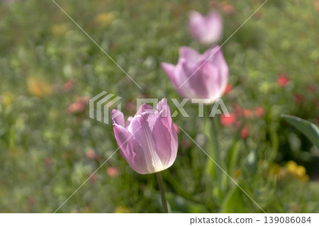 A close-up of tulips bathed in spring sunlight. A close-up of tulips bathed in spring sunlight. 139086084
