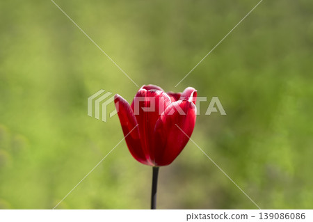 A close-up of tulips bathed in spring sunlight. 139086086
