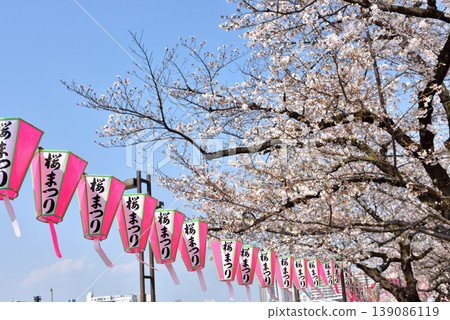 櫻花節期間,隅田川沿岸擺放著櫻花燈籠。 櫻花節期間,隅田川沿岸擺放著櫻花燈籠。 139086119