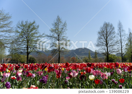 Full bloom tulips and clear sky copy space Full bloom tulips and clear sky copy space 139086229