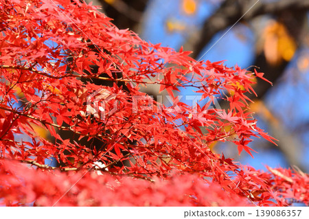 Autumn scenery in Japan Autumn leaves 139086357