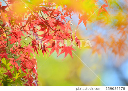 Autumn scenery in Japan Autumn leaves Autumn scenery in Japan Autumn leaves 139086376
