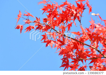 Autumn scenery in Japan Autumn leaves 139086377