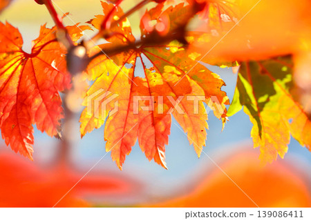 Autumn scenery in Japan Autumn leaves Autumn scenery in Japan Autumn leaves 139086411