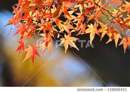 Autumn scenery in Japan Autumn leaves Autumn scenery in Japan Autumn leaves 139086431