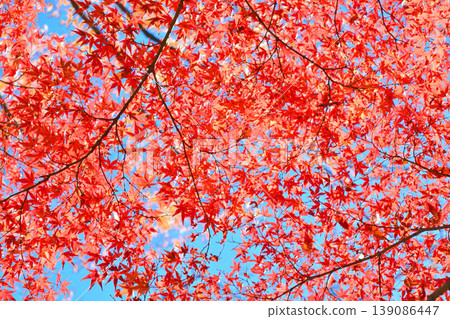 Autumn scenery in Japan Autumn leaves Autumn scenery in Japan Autumn leaves 139086447