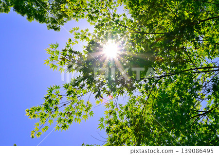 Fresh green to be lit by the sun Fresh green to be lit by the sun 139086495