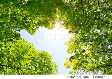 Sun shining through fresh green trees 139086498