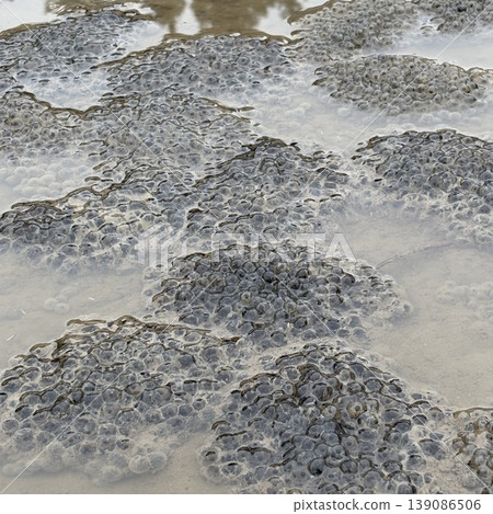 Frog spawning Frog spawning 139086506