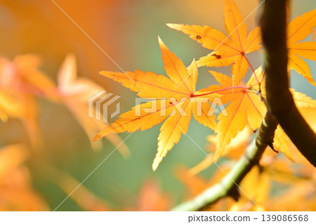 Autumn scenery in Japan Autumn leaves Autumn scenery in Japan Autumn leaves 139086568