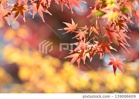 Autumn scenery in Japan Autumn leaves 139086609