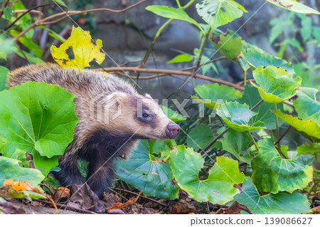 Japanese badgers inhabiting Kanukiyama Park Japanese badgers inhabiting Kanukiyama Park 139086627
