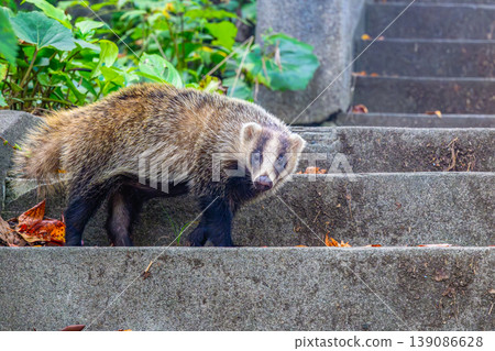 Japanese badgers inhabiting Kanukiyama Park Japanese badgers inhabiting Kanukiyama Park 139086628