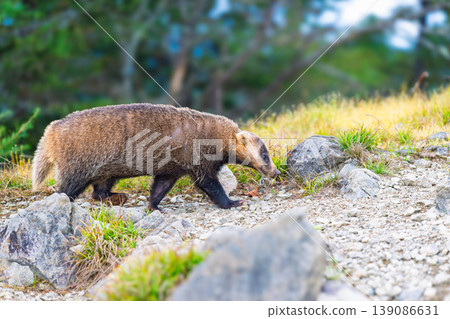 A Japanese badger crosses the hiking trail on Nanatsuishi Mountain. A Japanese badger crosses the hiking trail on Nanatsuishi Mountain. 139086631