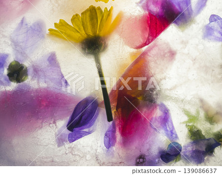 Experimental frozen flowers with artistic concept Experimental frozen flowers with artistic concept 139086637