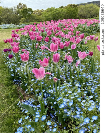 在明石海峽公園的鬱金香 在明石海峽公園的鬱金香 139086649