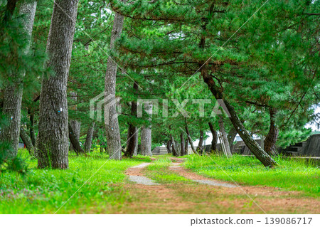 [Mie Prefecture] Futamiura Park, where pine trees grow abundantly. 139086717