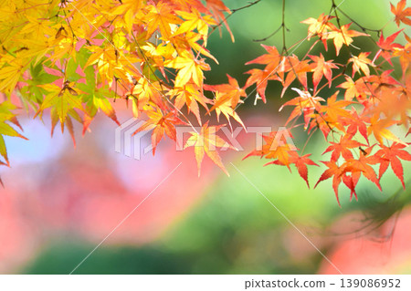 Autumn scenery in Japan Autumn leaves 139086952