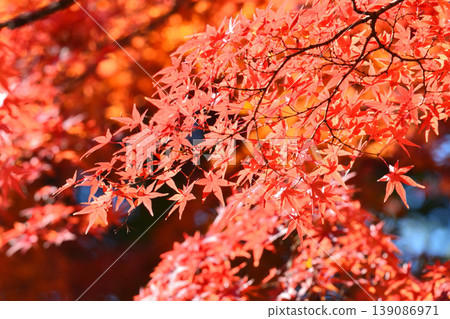 Autumn scenery in Japan Autumn leaves Autumn scenery in Japan Autumn leaves 139086971