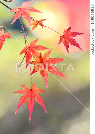 Autumn scenery in Japan Autumn leaves Autumn scenery in Japan Autumn leaves 139086989