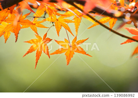 Autumn scenery in Japan Autumn leaves 139086992
