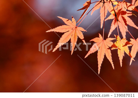 Autumn scenery in Japan Autumn leaves Autumn scenery in Japan Autumn leaves 139087011