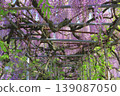 A wisteria trellis in full bloom (Nishisanda Shrine, Oita City) 139087050