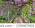 A wisteria trellis in full bloom (Nishisanda Shrine, Oita City) 139087068