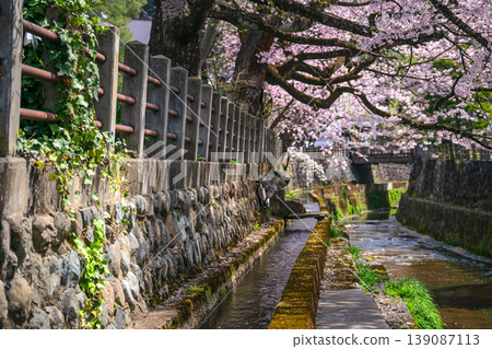 260409 Enakogawa Sakura g194 260409 Enakogawa Sakura g194 139087113