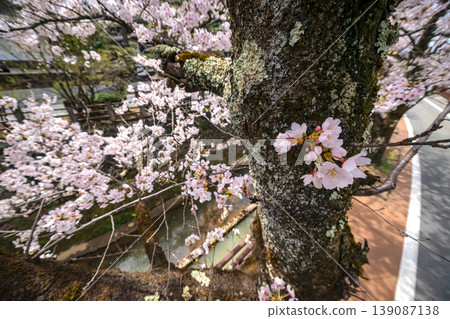 260409 Enakogawa Sakura s328 139087138
