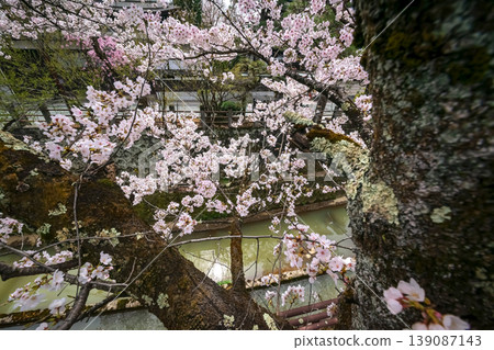 260409 Enakogawa Sakura s402 260409 Enakogawa Sakura s402 139087143