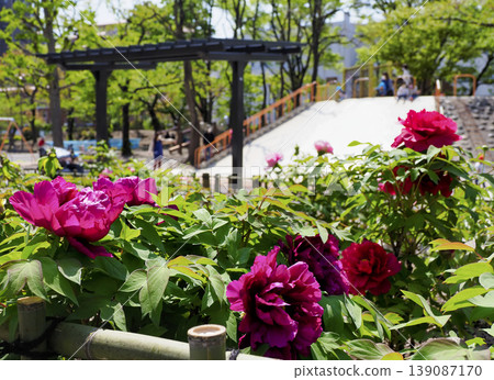 Peonies at Botancho Park, Koto Ward, Tokyo Peonies at Botancho Park, Koto Ward, Tokyo 139087170