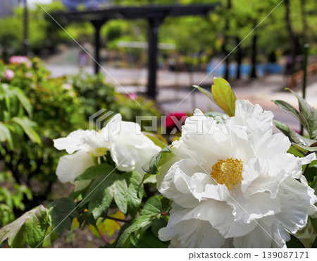 Peonies at Botancho Park, Koto Ward, Tokyo Peonies at Botancho Park, Koto Ward, Tokyo 139087171