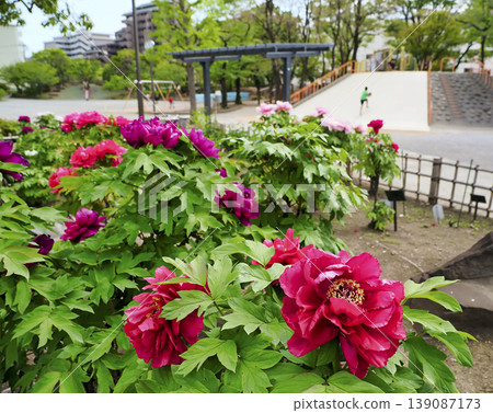 東京江東區植物園牡丹花 東京江東區植物園牡丹花 139087173
