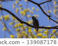 Vibrant Common Starling in glossy breeding plumage sings from a budding tree branch during a bright spring day 139087178