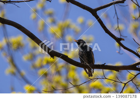 Vibrant Common Starling in glossy breeding plumage sings from a budding tree branch during a bright spring day Vibrant Common Starling in glossy breeding plumage sings from a budding tree branch during a bright spring day 139087178